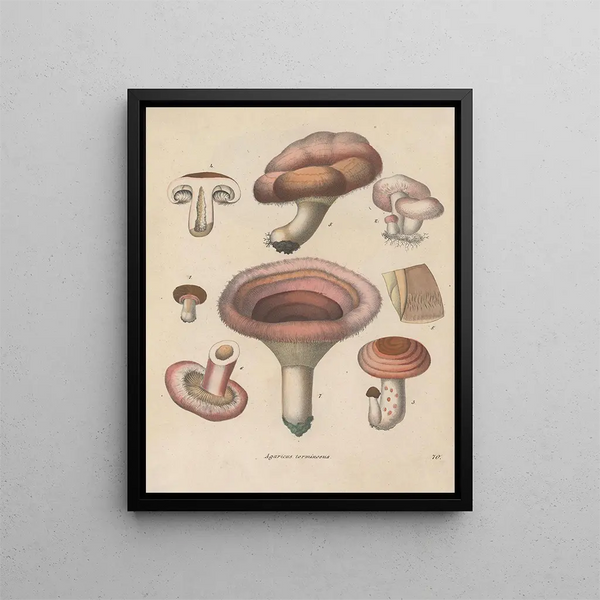 Livre sur les plantes toxiques Pl70 - Friedrich Berge — framed artwork on a wall
