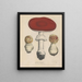 Livre sur les plantes toxiques Pl71 - Friedrich Berge — framed artwork on a wall