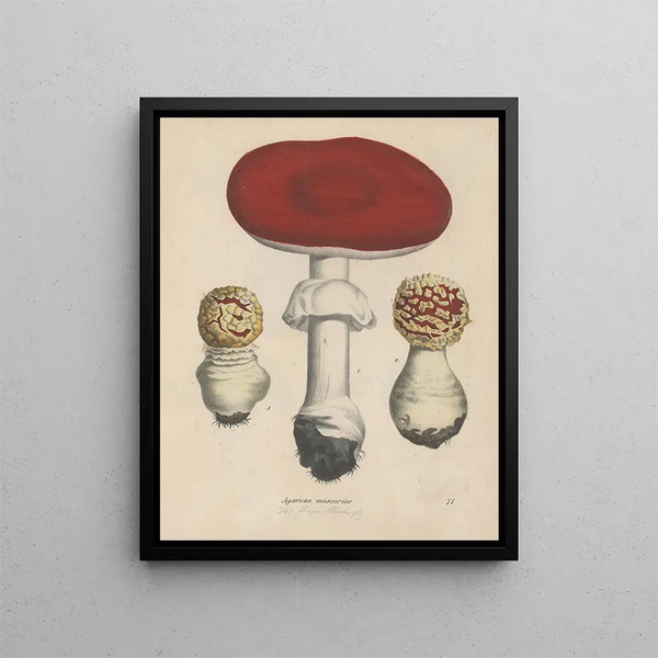 Livre sur les plantes toxiques Pl71 - Friedrich Berge — framed artwork on a wall