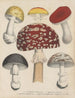 Livre sur les plantes toxiques Pl72 - Friedrich Berge — artwork view