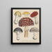 Livre sur les plantes toxiques Pl72 - Friedrich Berge — framed artwork on a wall