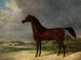 Horse bay - Friedrich Leopold Bürde — artwork view