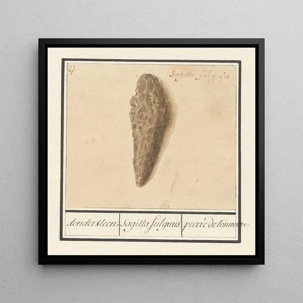 Lightning Stone Fulgurite - Anselmus Botius de Boodt — framed artwork on a wall