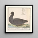 Fulica atra - Anselmus Botius de Boodt — framed artwork on a wall