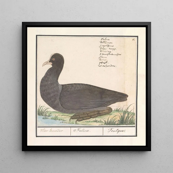 Fulica atra - Anselmus Botius de Boodt — framed artwork on a wall