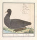 Fulica atra - Anselmus Botius de Boodt — artwork view