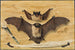 Trompe-l'œil: Two bats nailed to a wooden wall, knife and feather - Gabriel Orm — artwork view