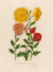Chrysanthemum indicum luteoochraceum and 2 Chrysanthemum indicum luteo garantinum and 3 Chrysanthemum indicum flavumaureum - Gaetano Savi — artwork view
