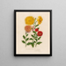 Chrysanthemum indicum luteoochraceum and 2 Chrysanthemum indicum luteo garantinum and 3 Chrysanthemum indicum flavumaureum - Gaetano Savi — framed artwork on a wall