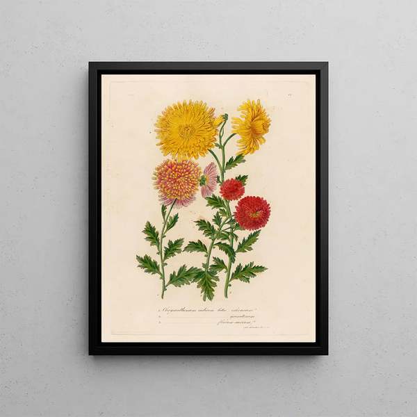 Chrysanthemum indicum luteoochraceum and 2 Chrysanthemum indicum luteo garantinum and 3 Chrysanthemum indicum flavumaureum - Gaetano Savi — framed artwork on a wall