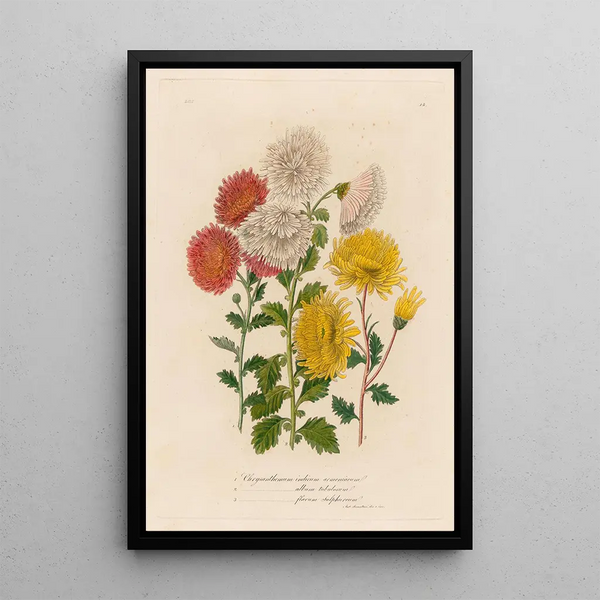 Chrysanthemum indicum armeniacum and 2 Chrysanthemum album tubulosum and 3 Chrysanthemum flavum sulphureum - Gaetano Savi — framed artwork on a wall