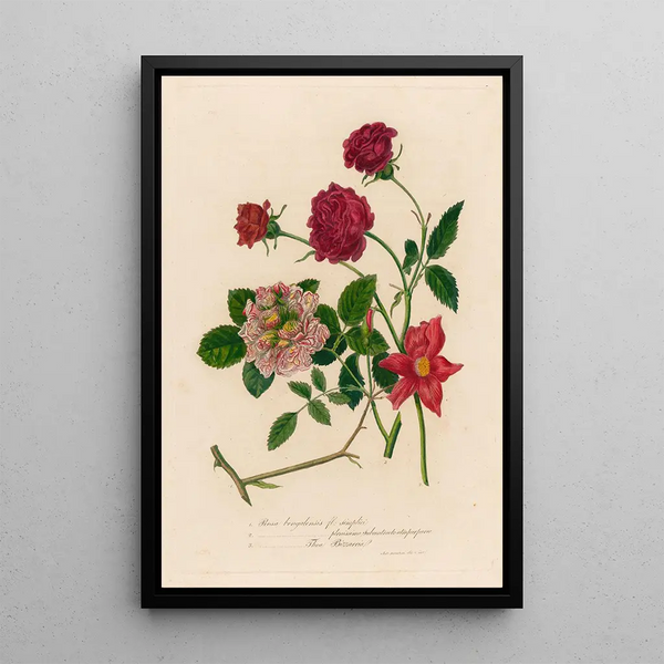 Rosa bengalensis fl simplici et 2 Rosa bengalensis plenissimo subcontracto atro purpureo et 3 Rosa bengalensis Thea Bizzarria - Gaetano Savi — framed artwork on a wall