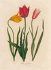 Tulip Tulipa sylvestris and 2 Tulipa oculus solis and 3 Tulipa oculus clusiana - Gaetano Savi — artwork view