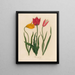 Tulip Tulipa sylvestris and 2 Tulipa oculus solis and 3 Tulipa oculus clusiana - Gaetano Savi — framed artwork on a wall