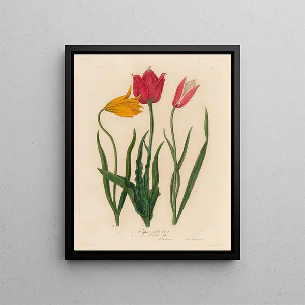 Tulip Tulipa sylvestris and 2 Tulipa oculus solis and 3 Tulipa oculus clusiana - Gaetano Savi — framed artwork on a wall