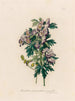 Aconit versicolor intermédiaire - Gaetano Savi — artwork view