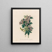 Aconit versicolor intermédiaire - Gaetano Savi — framed artwork on a wall