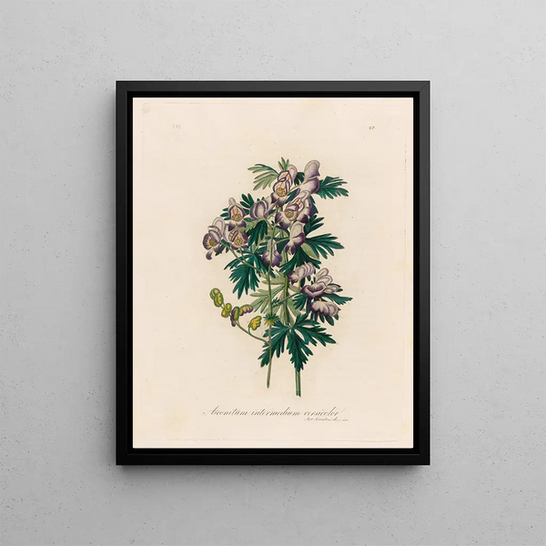 Aconit versicolor intermédiaire - Gaetano Savi — framed artwork on a wall