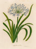 Agapanthe en ombelle - Gaetano Savi — artwork view