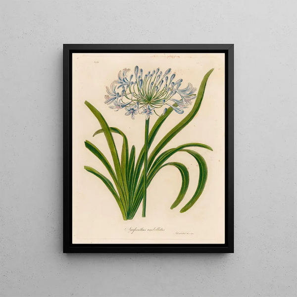Agapanthe en ombelle - Gaetano Savi — framed artwork on a wall