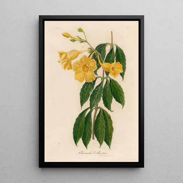 Allamanda cathartica - Gaetano Savi — framed artwork on a wall