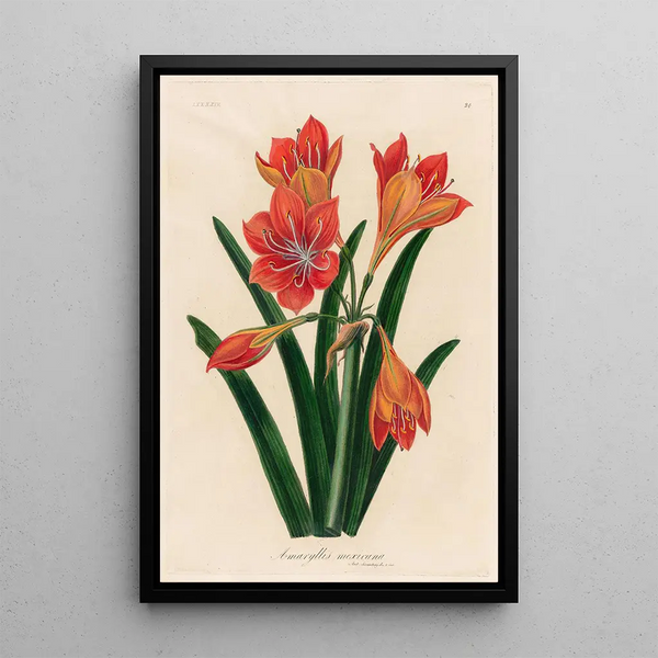 Amaryllis mexicana - Gaetano Savi — framed artwork on a wall