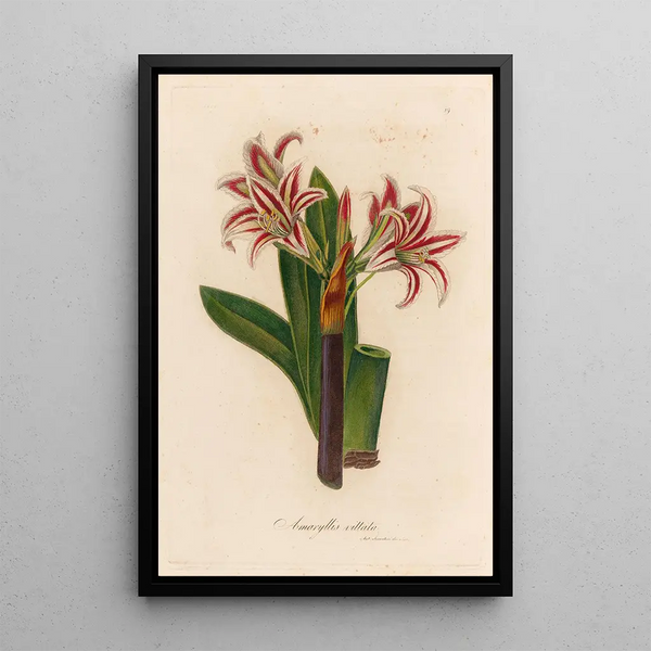 Amaryllis vittata - Gaetano Savi — framed artwork on a wall
