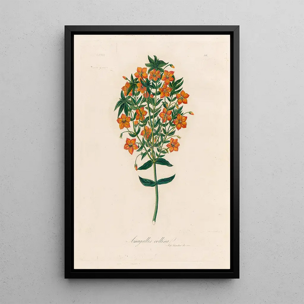 Anagallis collina - Gaetano Savi — framed artwork on a wall
