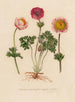 Anémone coronaire en floraison simple et complète - Gaetano Savi — artwork view