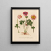 Anémone coronaire en floraison simple et complète - Gaetano Savi — framed artwork on a wall