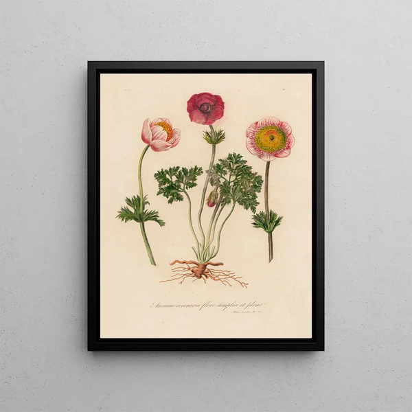 Anémone coronaire en floraison simple et complète - Gaetano Savi — framed artwork on a wall