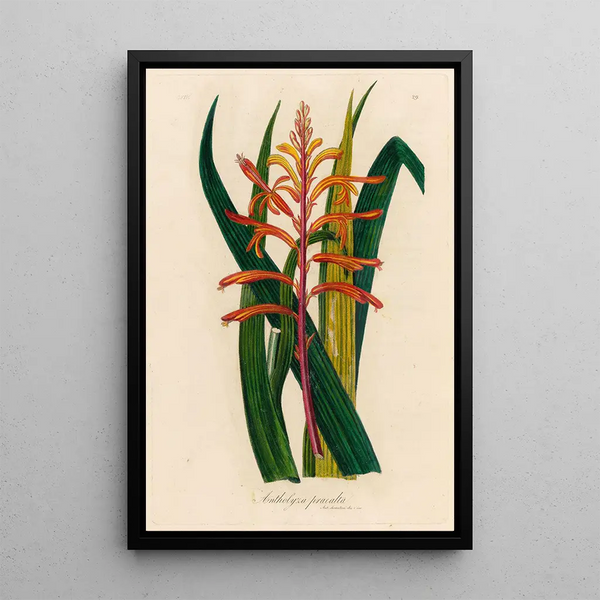 Antholyza praealta - Gaetano Savi — framed artwork on a wall