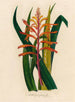 Antholyza praealta - Gaetano Savi — artwork view