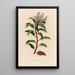 Arbutus andrachne - Gaetano Savi — framed artwork on a wall