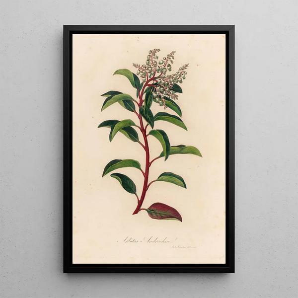 Arbutus andrachne - Gaetano Savi — framed artwork on a wall