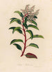 Arbutus andrachne - Gaetano Savi — artwork view