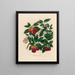 Arbousier unedo - Gaetano Savi — framed artwork on a wall