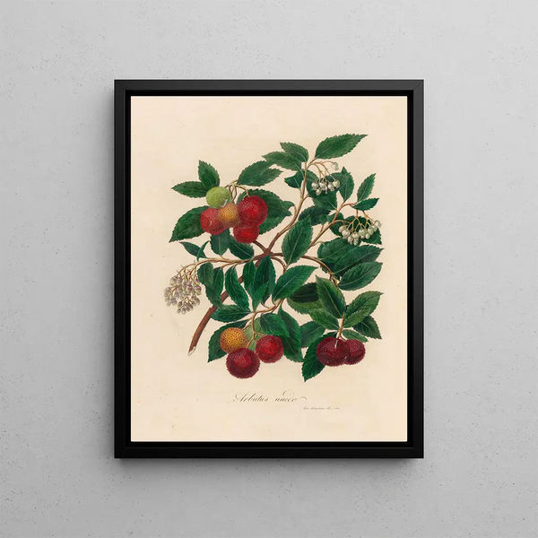 Arbousier unedo - Gaetano Savi — framed artwork on a wall