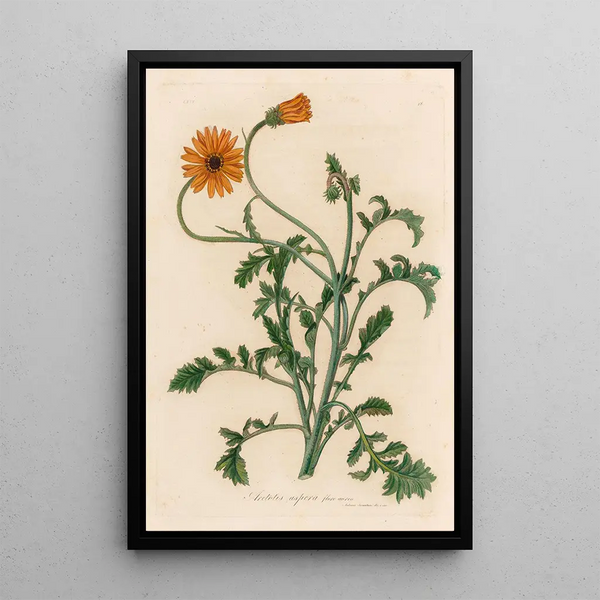 Aretotis aspera flore aureo - Gaetano Savi — framed artwork on a wall