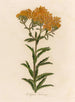 Asclépiade tubéreuse - Gaetano Savi — artwork view