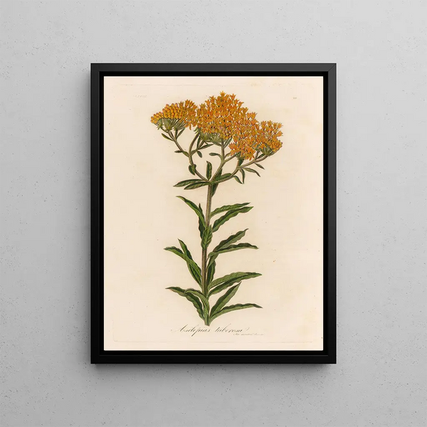 Asclépiade tubéreuse - Gaetano Savi — framed artwork on a wall