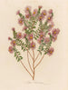 Aster sericeus - Gaetano Savi — artwork view