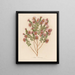 Aster sericeus - Gaetano Savi — framed artwork on a wall