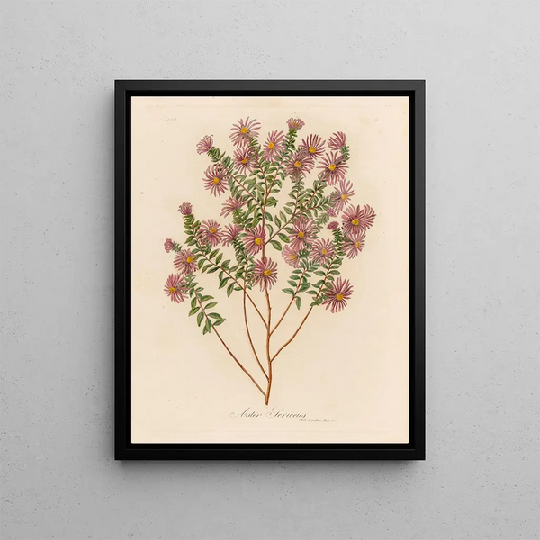 Aster sericeus - Gaetano Savi — framed artwork on a wall