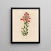Astroemeria Pilgrim - Gaetano Savi — framed artwork on a wall