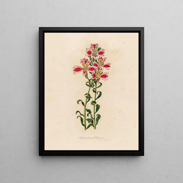 Astroemeria Pilgrim - Gaetano Savi — framed artwork on a wall