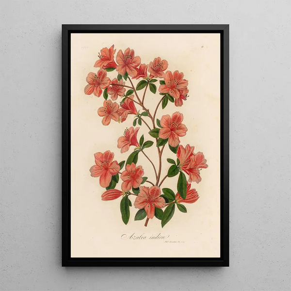 Azalea indica - Gaetano Savi — framed artwork on a wall