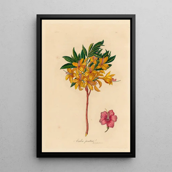 Azalea pontica - Gaetano Savi — framed artwork on a wall