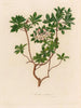 Azalée visqueuse - Gaetano Savi — artwork view