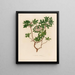 Azalée visqueuse - Gaetano Savi — framed artwork on a wall